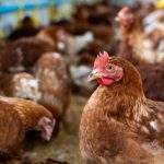 GOLPE COMANDO AL GALLINERO: SE ROBARON MAS DE 6000 POLLOS EN COLÓN