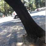 SE HICIERON LOS TONTOS: PODANDO UN ÁRBOL ROMPIERON CAÑERIA DE LA CIUDAD Y AMENAZARON A LOS TESTIGOS DEL HECHO
