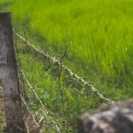 ESCENARIO DEL TERROR EN SU CAMPO DE COLÓN: CORTARON EL ALAMBRADO PARA ROBAR