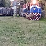 JUSTO A TIEMPO: MAQUINISTA LOGRÓ FRENAR Y EVITAR CHOCAR CON UN CABALLO