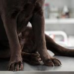 RÁPIDO Y RABIOSO: POR UNA MORDIDA DE PERRO, TUVIERON QUE DARLE TRES PUNTOS