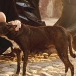 TRÁNSITO AL ROJO VIVO: UN NUEVO CHOQUE EN COLÓN, ESTA VEZ POR UN PERRO