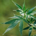 UNA VEZ MÁS, A LAS PIÑAS POR LA VERDE EN COLÓN