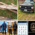 LADRONES COMO CASTORES: POLICÍA DE COLÓN DETUVO A UNA PAREJA QUE ROBABA MADERA EN UN CAMPO EN RUTA 50