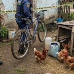 POLLITAS EN FUGA: ROBO CUATRO GALLINAS PONEDORAS Y LO TERMINARON ALLANANDO